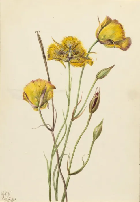 Framed Print : San Diego Mariposa (Calochortus weedii), 1925. Creator: Mary Vaux Walcott Framed Print : San Diego Mariposa (Calochortus weedii), 1925. Creator: Mary Vaux Walcott