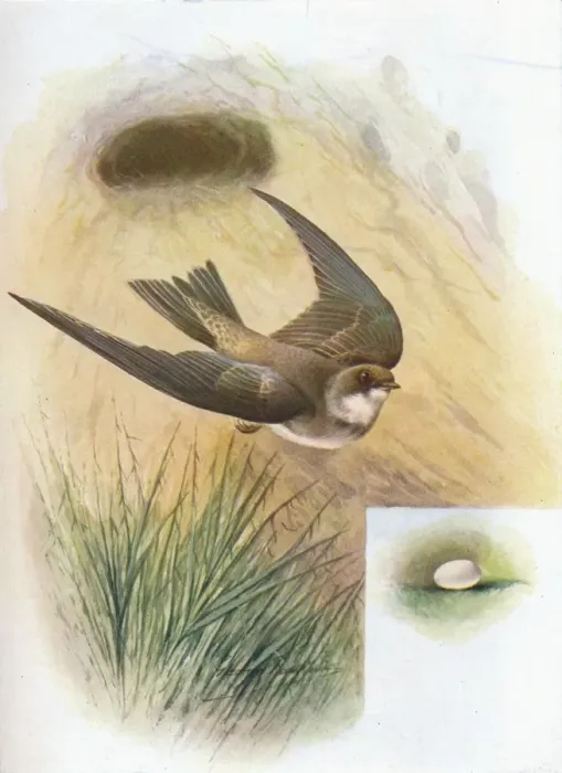 Framed Print : Sand-Martin - Cot ile ripa ria, c1910, (1910). Artist: George James Rankin Framed Print : Sand-Martin - Cot ile ripa ria, c1910, (1910). Artist: George James Rankin