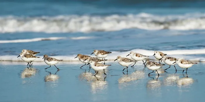 Framed Print : Sanderling Relay. Creator: Eve Turek Framed Print : Sanderling Relay. Creator: Eve Turek