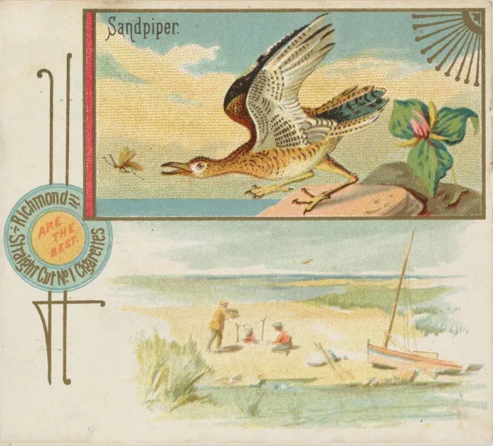 Framed Print : Sandpiper, from the Game Birds series (N40) for Allen & Ginter Cigarettes, 1888-90 Framed Print : Sandpiper, from the Game Birds series (N40) for Allen & Ginter Cigarettes, 1888-90