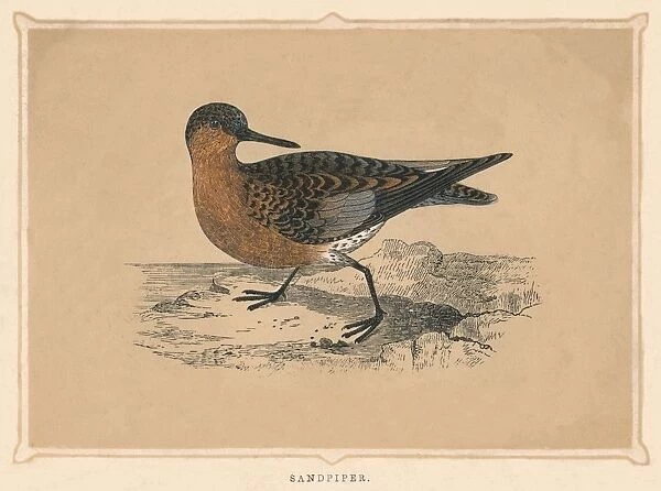 Sandpiper, (Scolopacidae), c1850, (1856)