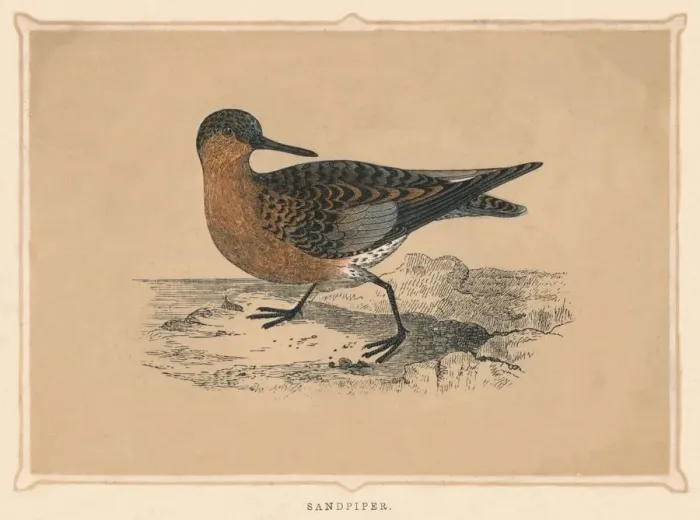 Framed Print : Sandpiper, (Scolopacidae), c1850, (1856) Framed Print : Sandpiper, (Scolopacidae), c1850, (1856)