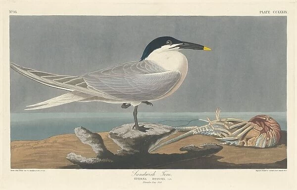 Sandwich Tern, 1835. Creator: Robert Havell