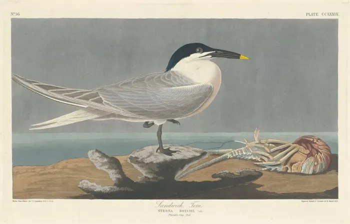 Framed Print : Sandwich Tern, 1835. Creator: Robert Havell Framed Print : Sandwich Tern, 1835. Creator: Robert Havell