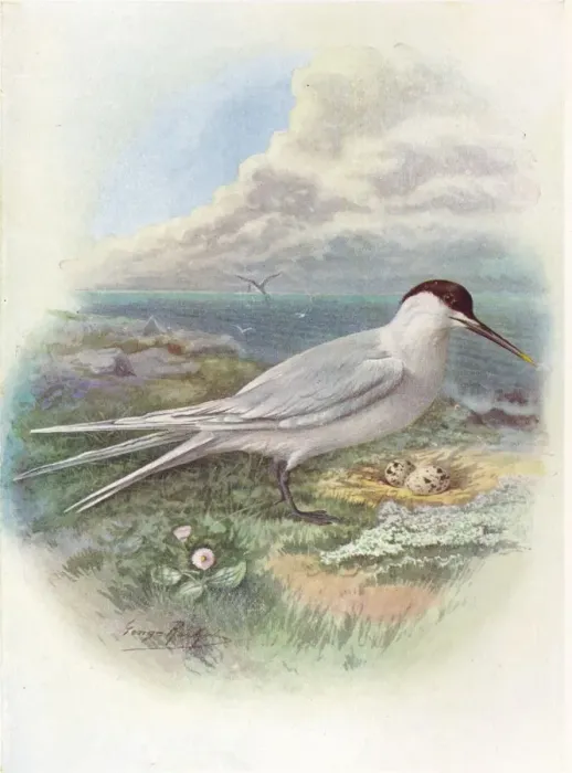 Framed Print : Sandwich Tern - Stern a canti aca, c1910, (1910). Artist: George James Rankin Framed Print : Sandwich Tern - Stern a canti aca, c1910, (1910). Artist: George James Rankin