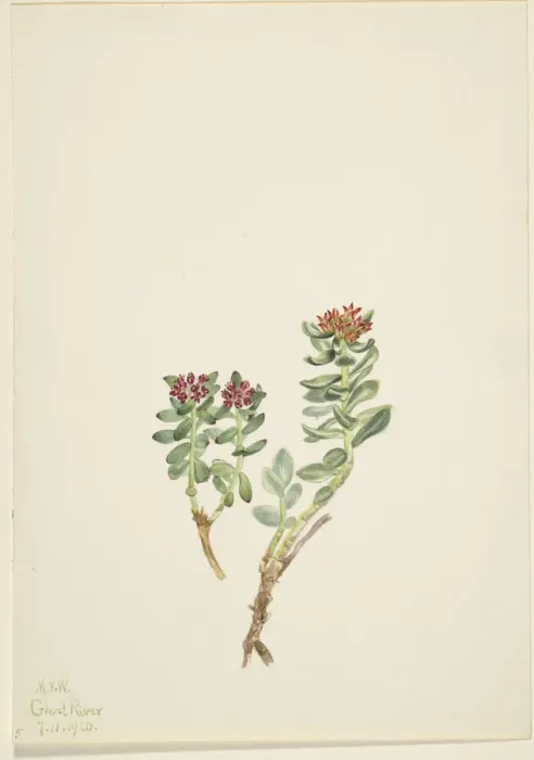 Framed Print : Sanifoiga adscendeus, 1920. Creator: Mary Vaux Walcott Framed Print : Sanifoiga adscendeus, 1920. Creator: Mary Vaux Walcott