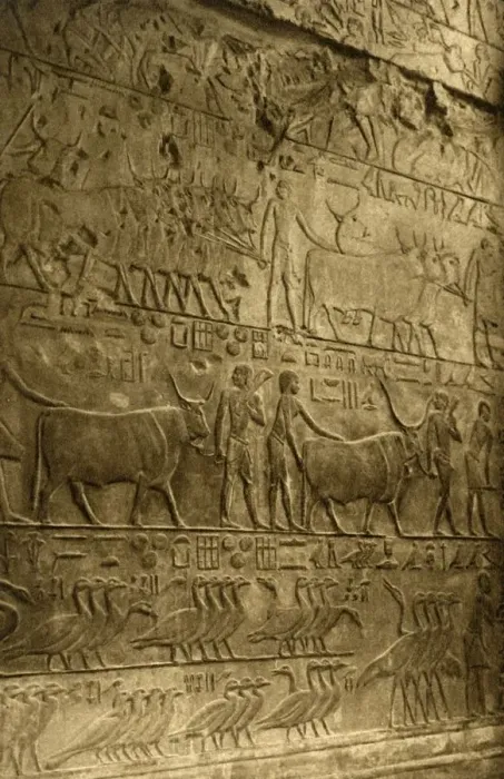 Framed Print : Saqqara - Tomb of Ptahotep - Mural Decoration, c1918-c1939. Creator: Unknown Framed Print : Saqqara - Tomb of Ptahotep - Mural Decoration, c1918-c1939. Creator: Unknown