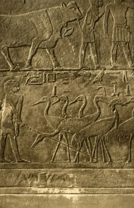 Framed Print : Saqqara - Tomb of Ti Mural Paintings, c1918-c1939. Creator: Unknown Framed Print : Saqqara - Tomb of Ti Mural Paintings, c1918-c1939. Creator: Unknown