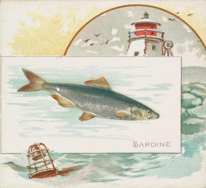 Framed Print : Sardine, from Fish from American Waters series (N39) for Allen & Ginter Cigarettes Framed Print : Sardine, from Fish from American Waters series (N39) for Allen & Ginter Cigarettes