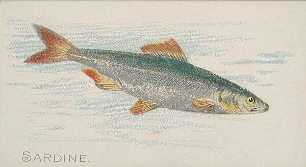 Sardine, from the Fish from American Waters series (N8) for Allen &