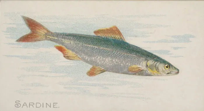 Framed Print : Sardine, from the Fish from American Waters series (N8) for Allen & Framed Print : Sardine, from the Fish from American Waters series (N8) for Allen &