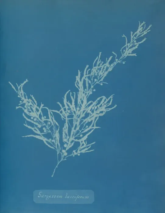Framed Print : Sargassum bacciferum, ca. 1853. Creator: Anna Atkins Framed Print : Sargassum bacciferum, ca. 1853. Creator: Anna Atkins
