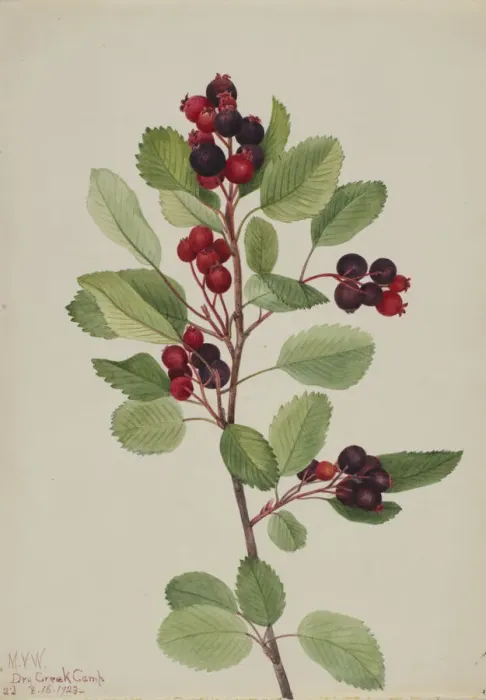 Framed Print : Saskatoon (Amelanchier alnifolia), 1923. Creator: Mary Vaux Walcott Framed Print : Saskatoon (Amelanchier alnifolia), 1923. Creator: Mary Vaux Walcott