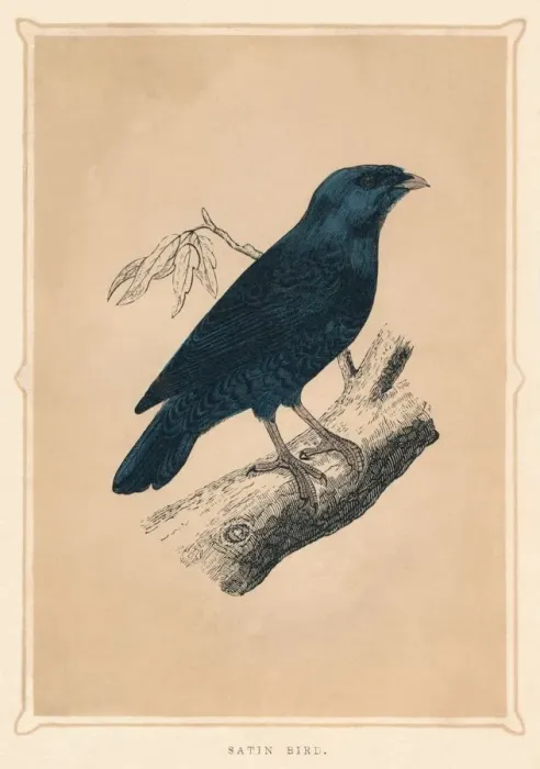 Framed Print : Satin Bird, (Ptilonorhynchus violaceus), c1850, (1856) Framed Print : Satin Bird, (Ptilonorhynchus violaceus), c1850, (1856)