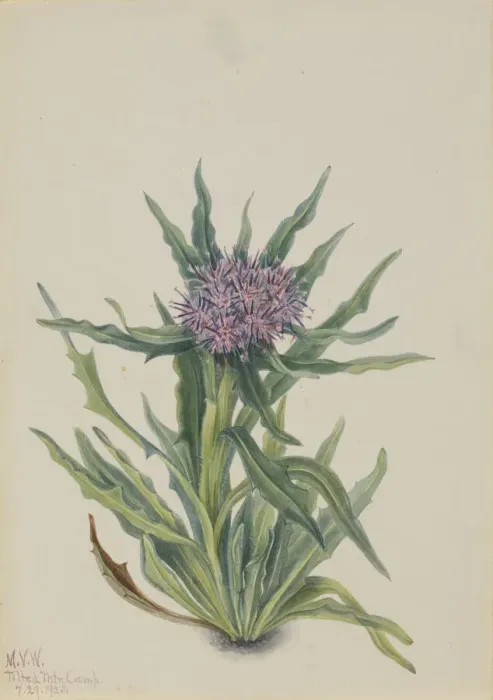 Framed Print : Saussurea (Saussurea densa), 1925. Creator: Mary Vaux Walcott Framed Print : Saussurea (Saussurea densa), 1925. Creator: Mary Vaux Walcott