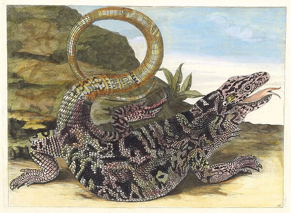 Sauvegarde. From the Book Metamorphosis insectorum Surinamensium, 1705