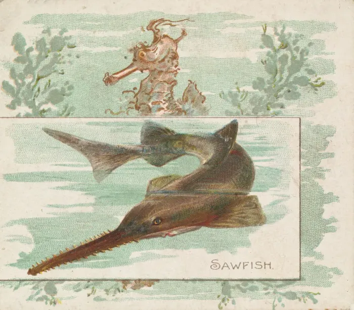 Framed Print : Sawfish, from Fish from American Waters series (N39) for Allen & Ginter Cigarettes Framed Print : Sawfish, from Fish from American Waters series (N39) for Allen & Ginter Cigarettes