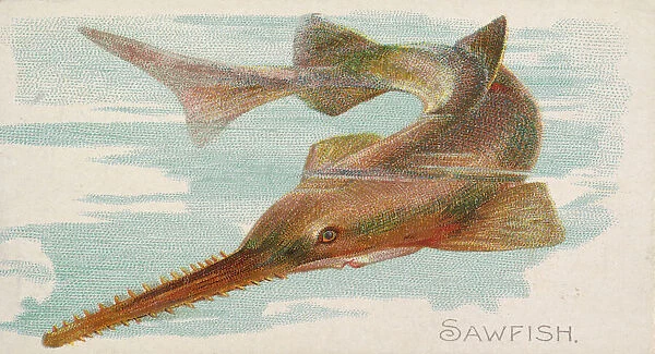 Sawfish, from the Fish from American Waters series (N8) for Allen &