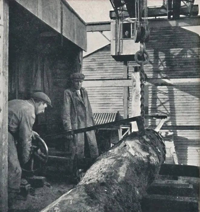 Framed Print : Sawing timber, 1941. Artist: Cecil Beaton Framed Print : Sawing timber, 1941. Artist: Cecil Beaton