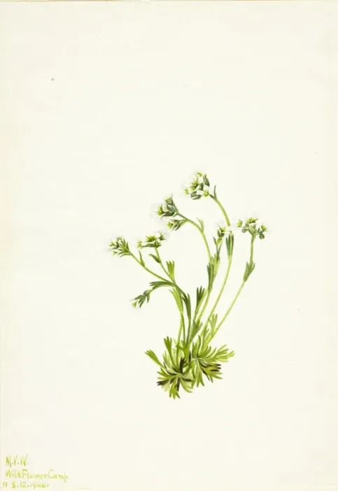 Framed Print : Saxifrage (Saxifraga caespitosa), 1924. Creator: Mary Vaux Walcott Framed Print : Saxifrage (Saxifraga caespitosa), 1924. Creator: Mary Vaux Walcott