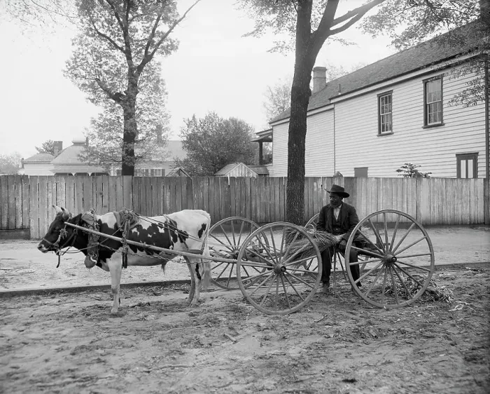 Framed Print : S.C. huckster, South Carolina, between 1900 and 1910. Creator: Unknown Framed Print : S.C. huckster, South Carolina, between 1900 and 1910. Creator: Unknown