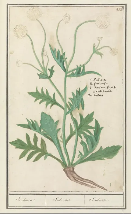 Framed Print : Scabiosa or Knautia, 1596-1610. Creators: Anselmus de Boodt, Elias Verhulst Framed Print : Scabiosa or Knautia, 1596-1610. Creators: Anselmus de Boodt, Elias Verhulst