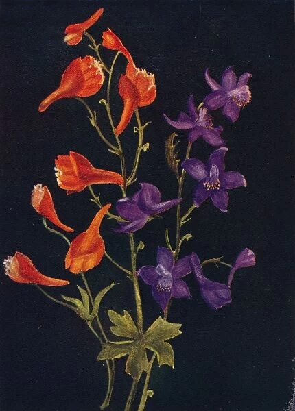Scarlet and Blue Larkspur, c1915, (1915). Artist: Emma Graham Clock