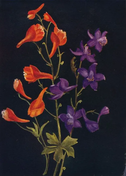 Framed Print : Scarlet and Blue Larkspur, c1915, (1915). Artist: Emma Graham Clock Framed Print : Scarlet and Blue Larkspur, c1915, (1915). Artist: Emma Graham Clock