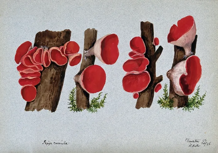 Framed Print : Scarlet elf cup fungus (Sarcoscypha coccinea): fruiting bodies growing on wood, 1896. Creator: R Baker Framed Print : Scarlet elf cup fungus (Sarcoscypha coccinea): fruiting bodies growing on wood, 1896. Creator: R Baker