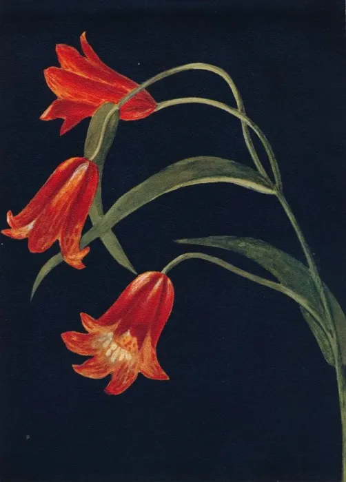 Framed Print : Scarlet Fritillaria, c1915, (1915). Artist: Emma Graham Clock Framed Print : Scarlet Fritillaria, c1915, (1915). Artist: Emma Graham Clock