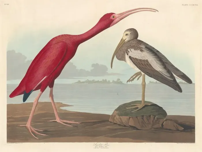 Framed Print : Scarlet Ibis, 1837. Creator: Robert Havell Framed Print : Scarlet Ibis, 1837. Creator: Robert Havell