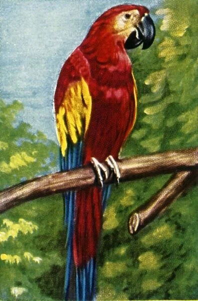 Scarlet macaw, c1928. Creator: Unknown