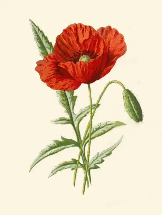 Framed Print : Scarlet Poppy, 1877. Creator: Frederick Edward Hulme Framed Print : Scarlet Poppy, 1877. Creator: Frederick Edward Hulme