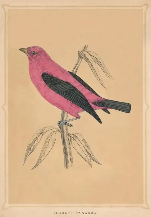 Framed Print : Scarlet Tanager, (Piranga olivacea), c1850, (1856) Framed Print : Scarlet Tanager, (Piranga olivacea), c1850, (1856)