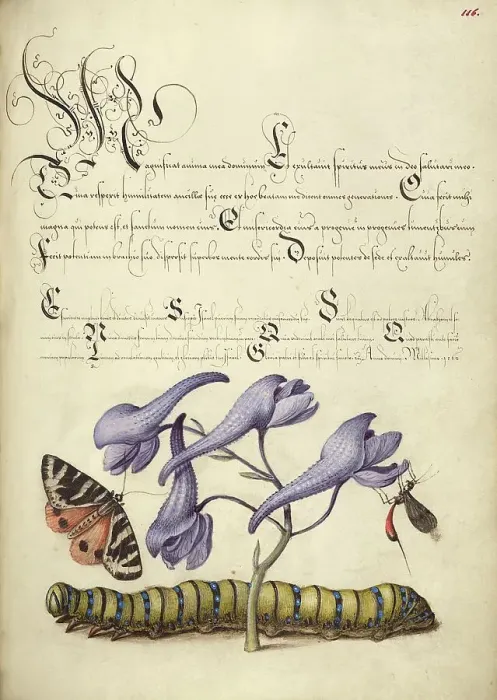 Framed Print : Scarlet Tiger-Moth, Larkspur, Insect, and Caterpillar, 1561-1562; illumination added 1591-1596. Creator: Joris Hoefnagel Framed Print : Scarlet Tiger-Moth, Larkspur, Insect, and Caterpillar, 1561-1562; illumination added 1591-1596. Creator: Joris Hoefnagel