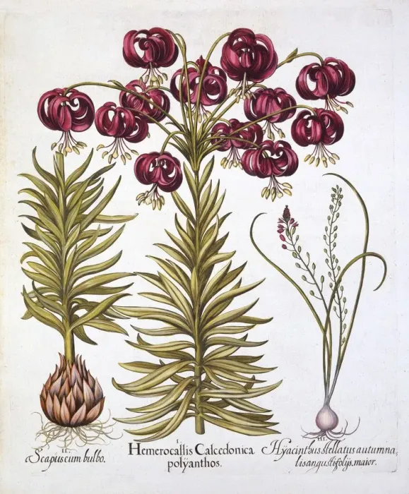 Framed Print : Scarlet Turks Cap Lily and Scilla Autumnalis, from Hortus Eystettensis, by Basil Besler