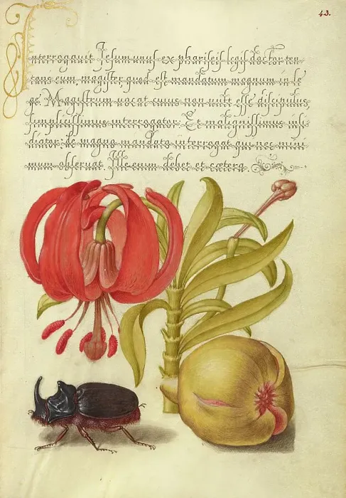 Framed Print : Scarlet Turk's Cap, Rhinoceros Beetle, and Pomegranate, 1561-1562; illumination added 1591-1596. Creator: Joris Hoefnagel Framed Print : Scarlet Turk's Cap, Rhinoceros Beetle, and Pomegranate, 1561-1562; illumination added 1591-1596. Creator: Joris Hoefnagel