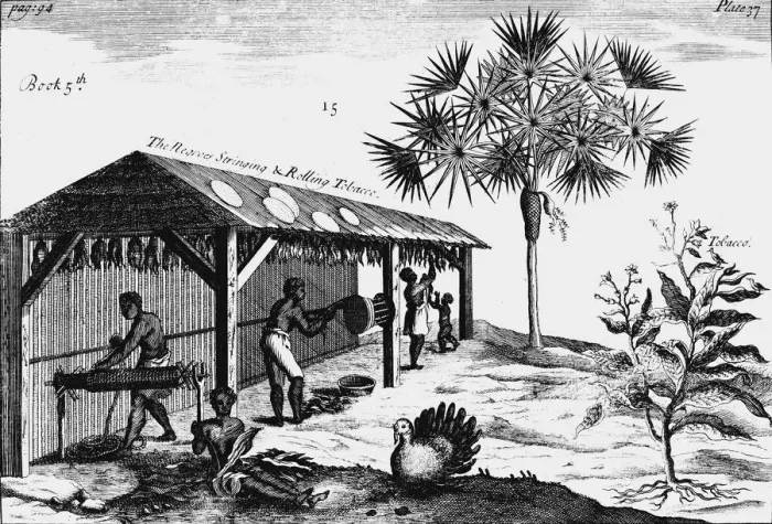 Framed Print : Scene on an American tobacco plantation, 1725 Framed Print : Scene on an American tobacco plantation, 1725