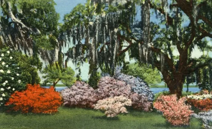 Framed Print : Scene in Belle Isle Gardens, near Georgetown, S. C. 1942. Creator: Unknown Framed Print : Scene in Belle Isle Gardens, near Georgetown, S. C. 1942. Creator: Unknown