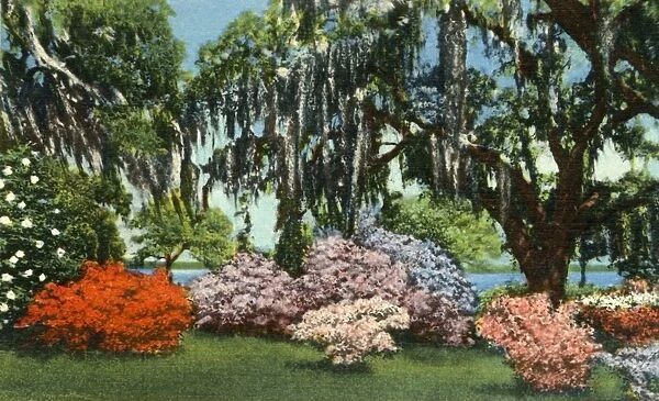 Scene in Belle Isle Gardens, near Georgetown, S. C. 1942. Creator: Unknown