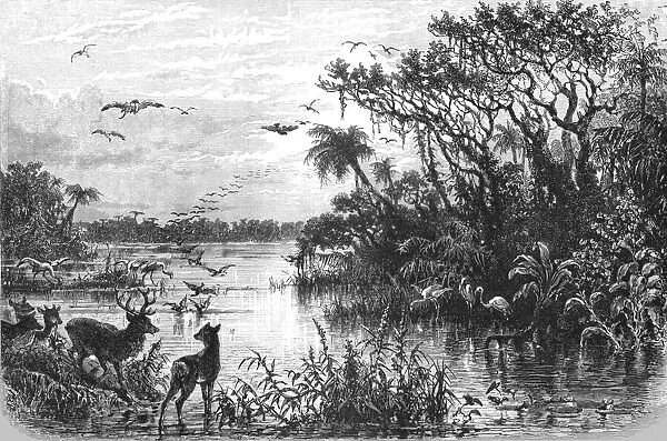 Scene on a Creek, Tributary to the St. John s, Florida; A Flying Visit to Florida, 1875. Creator: Thomas Mayne Reid