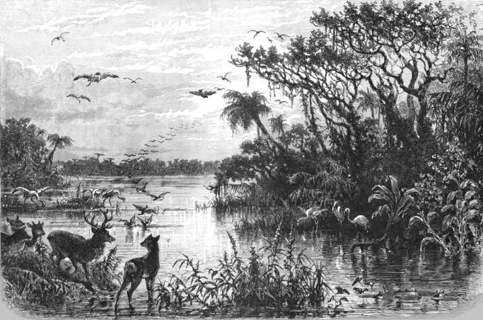 Framed Print : Scene on a Creek, Tributary to the St. John s, Florida; A Flying Visit to Florida, 1875. Creator: Thomas Mayne Reid Framed Print : Scene on a Creek, Tributary to the St. John s, Florida; A Flying Visit to Florida, 1875. Creator: Thomas Mayne Reid
