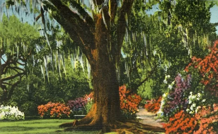 Framed Print : Scene in Magnolia Gardens, near Charleston, S. C. 1942. Creator: Unknown Framed Print : Scene in Magnolia Gardens, near Charleston, S. C. 1942. Creator: Unknown