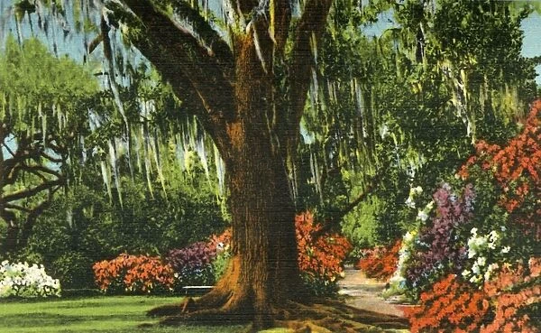 Scene in Magnolia Gardens, near Charleston, S. C. 1942. Creator: Unknown