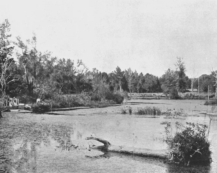 Framed Print : Scene in Mississippi, USA, c1900. Creator: Unknown Framed Print : Scene in Mississippi, USA, c1900. Creator: Unknown