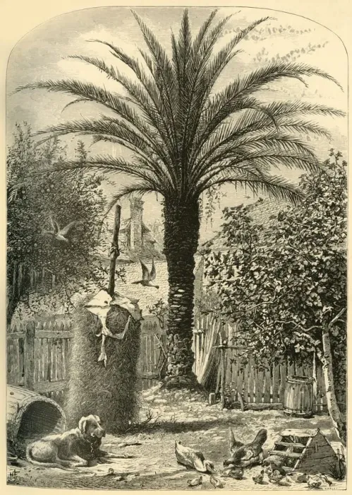 Framed Print : Scene in St. Augustine - The Date Palm, 1872. Creator: John J. Harley Framed Print : Scene in St. Augustine - The Date Palm, 1872. Creator: John J. Harley