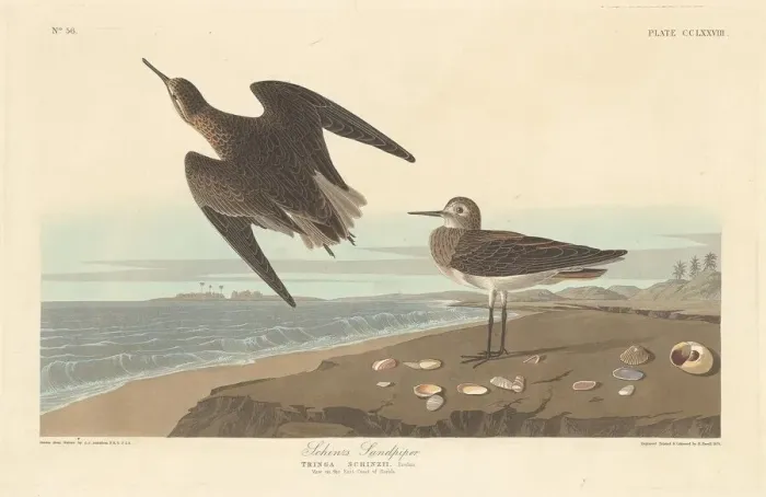 Framed Print : Schinzs Sandpiper, 1835. Creator: Robert Havell Framed Print : Schinzs Sandpiper, 1835. Creator: Robert Havell