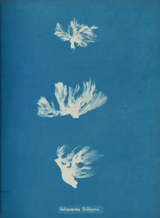 Framed Print : Schizonema Dillwynii, ca. 1853. Creator: Anna Atkins Framed Print : Schizonema Dillwynii, ca. 1853. Creator: Anna Atkins