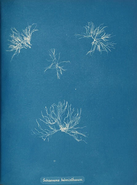 Schizonema helminthosum, ca. 1853. Creator: Anna Atkins
