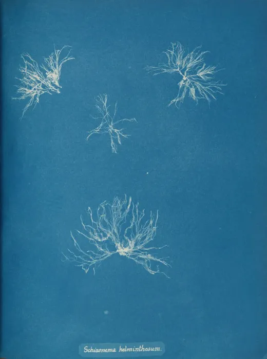 Framed Print : Schizonema helminthosum, ca. 1853. Creator: Anna Atkins Framed Print : Schizonema helminthosum, ca. 1853. Creator: Anna Atkins